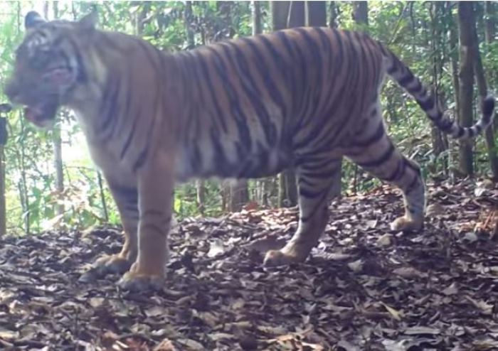 Siaga Satu! Harimau Sumatera Berkeliaran Di Sekitar Warga, Ini Kebiasaan Harimau Sumatera yang Kelaparan