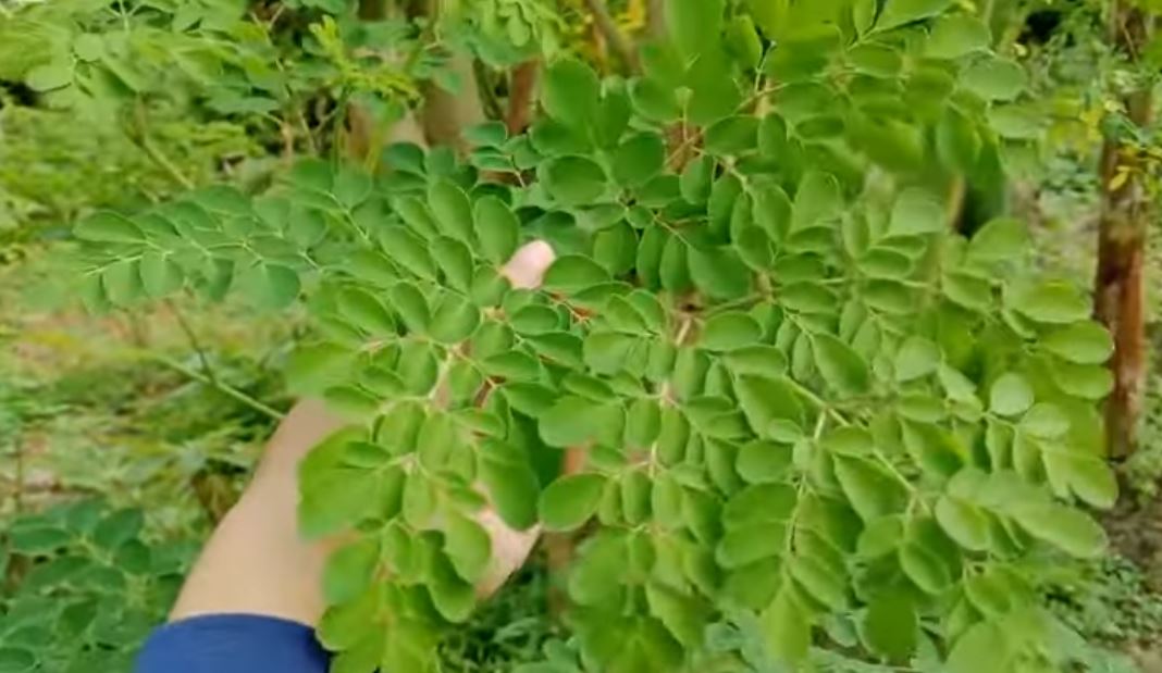 Apa Manfaat Daun Kelor untuk Kesehatan! Tapi Jangan Berlebihan, Apalagi Ibu Hamil, Ini Risikonya