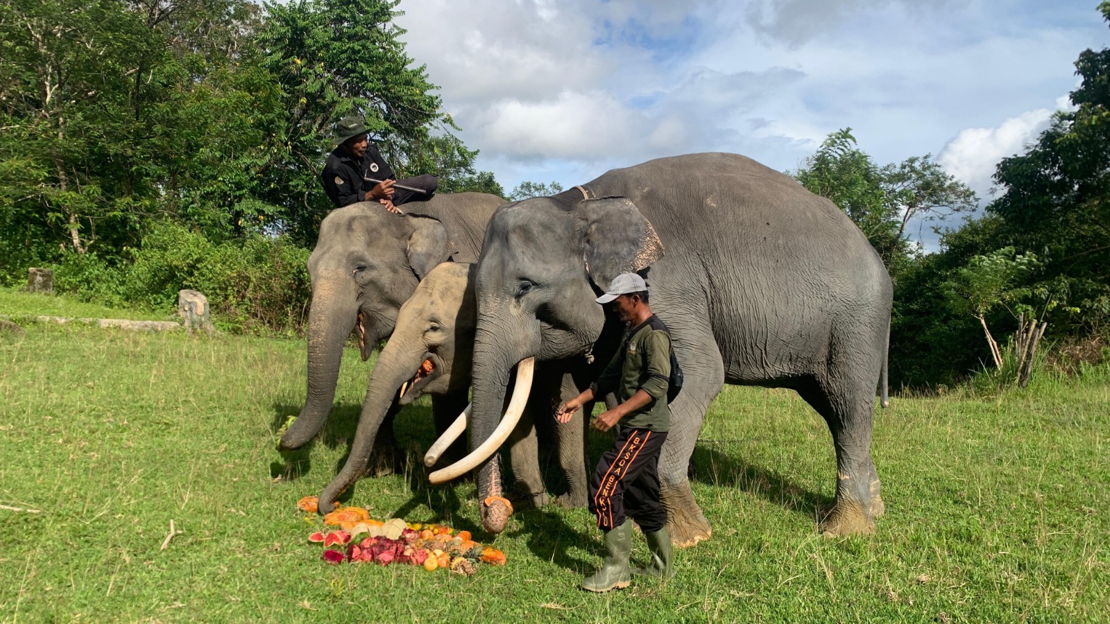 Kisah Pawang Gajah PLG Seblat, Anggap Gajah Seperti Anak Sendiri 