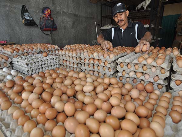 Pasokan Kurang, Harga Telur di Bengkulu Naik 