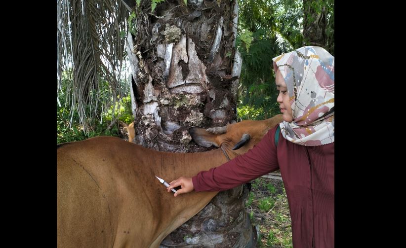 Penyakit Mulut dan Kuku Serang Sapi di Provinsi Bengkulu, Pemprov Minta 60 Ribu Vaksin