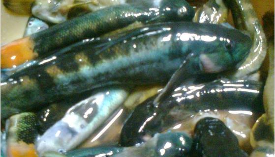Ikan Paling Enak di Bengkulu, Ikan Mungkus Terancam Punah, Ini Penyebabnya