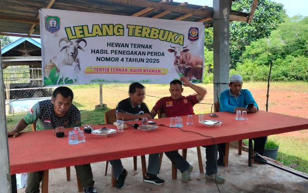 Tengah Malam Satpol PP Kaur Kembali Amankan Ternak Warga, Satu Sapi Dilelang Tembus 9,7 Juta