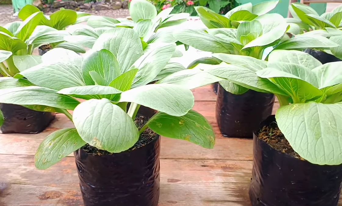 Cara Menanam Pakcoy di Rumah Menggunakan Polybag, Hemat Tempat dan Biaya