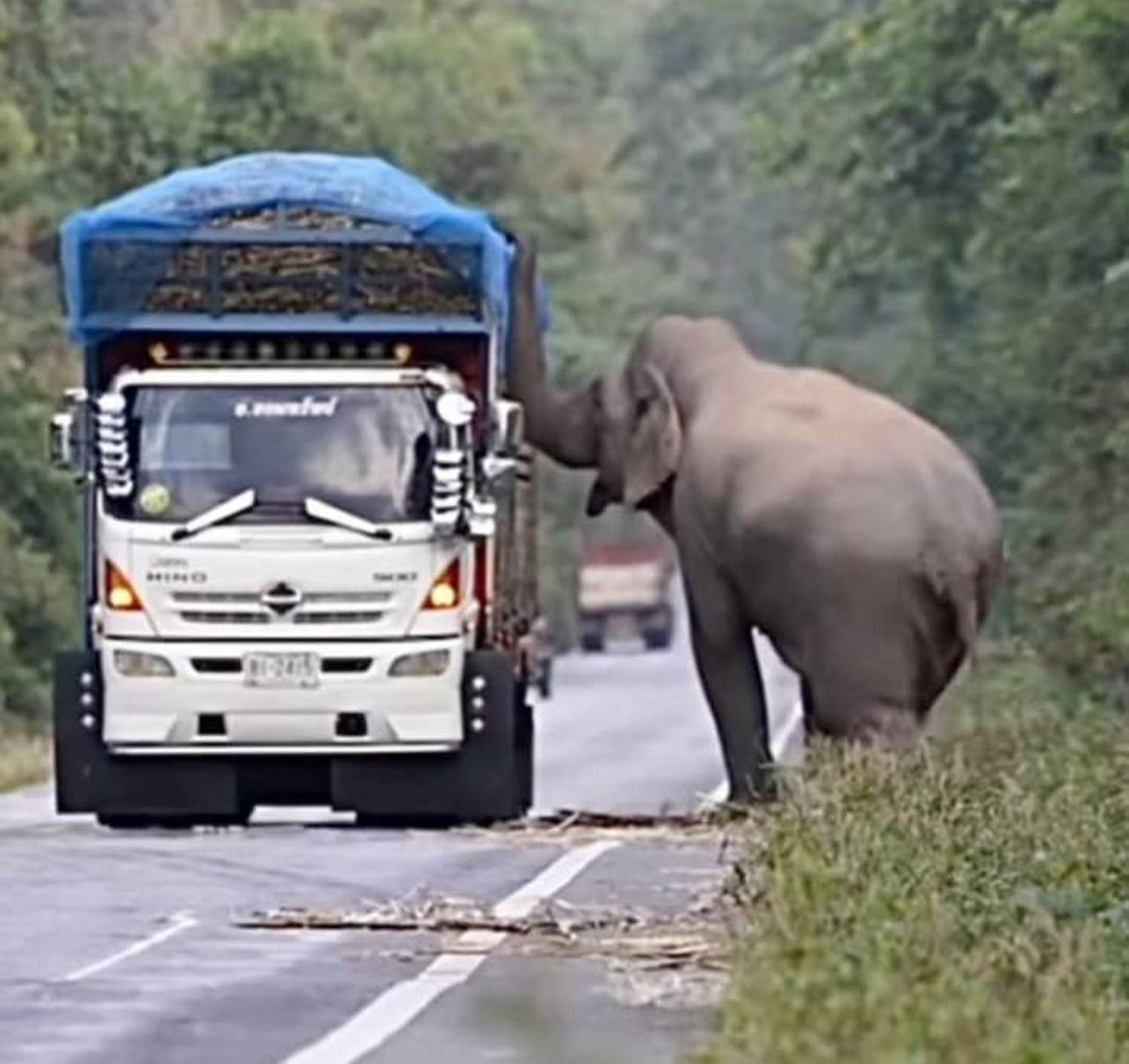 Detik-detik Gajah Hadang 2 Mobil Ekspedisi, Endingnya Bikin Kagum