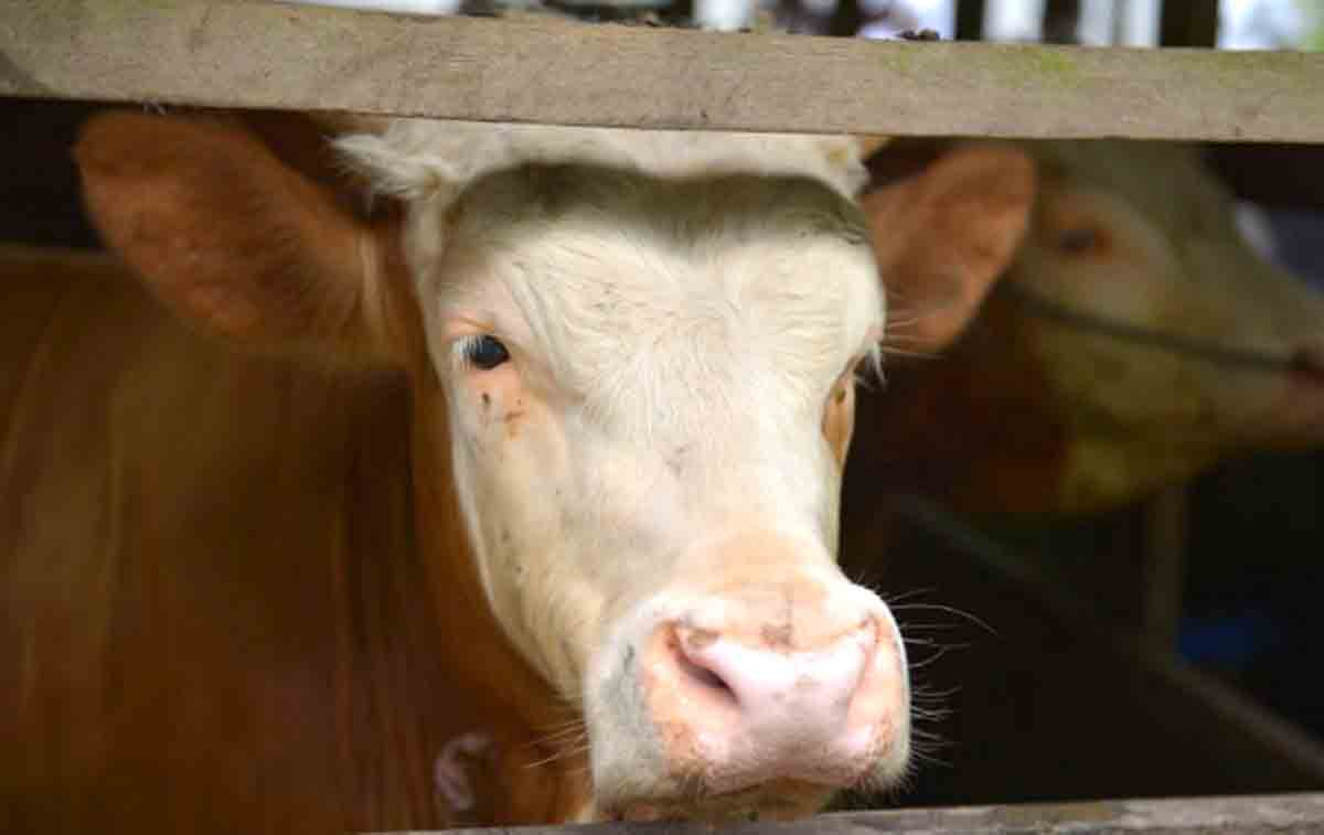 Awas! Wabah Sapi Ngorok Terjang Kabupaten Kaur, Ratusan Ekor Ternak Mati