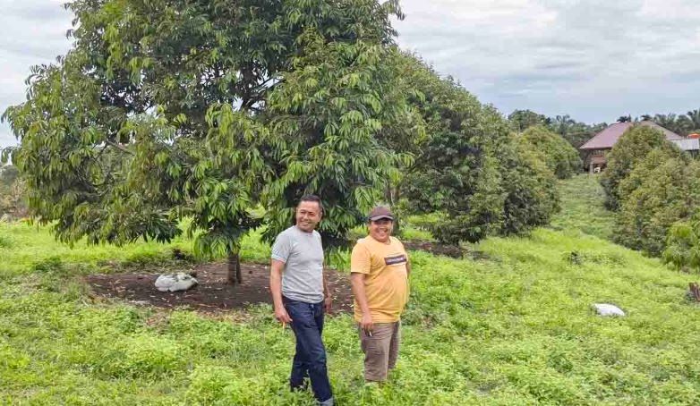 Warga Kaur Ciptakan Argowisata Baru! 130 Batang Durian Musang King Mulai Berbuah