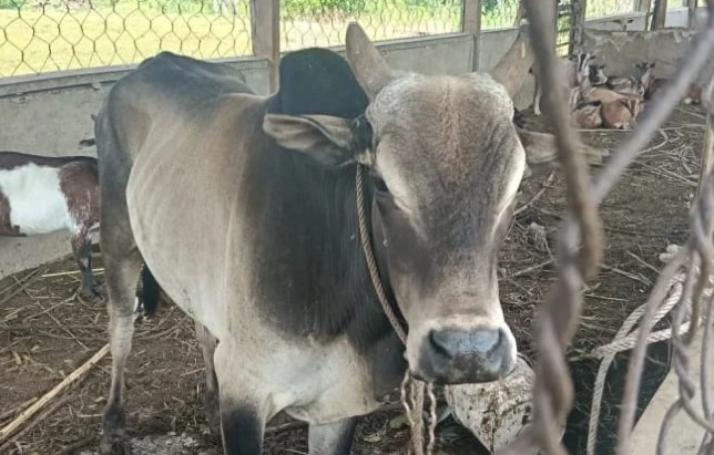 Siap-siap, Satpol PP Kaur Bakal Kembali Lelang Ternak Tak Bertuan