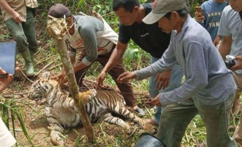 Pelajar Mukomuko Tewas di Semak Perkebunan Kelapa Sawit, Harimau Jadi Tersangka