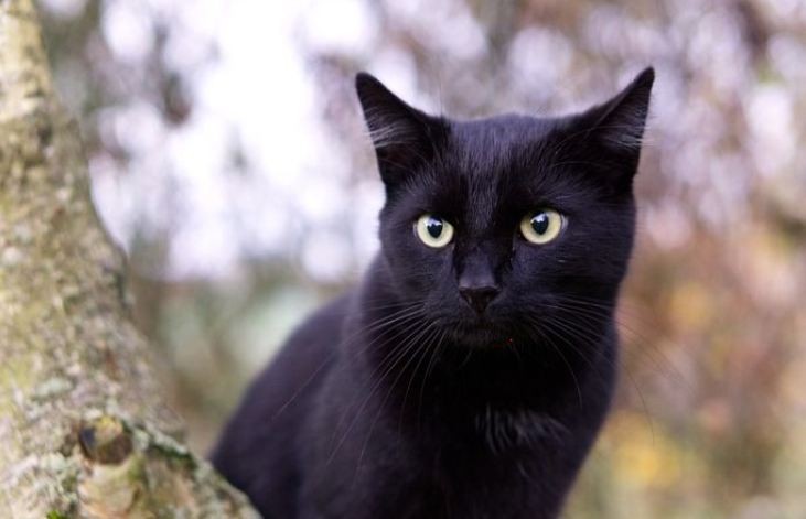 Para Jomblo Wajib Baca, Kucing Hitam Dapat Mendatangkan Cinta? Berikut Fakta Dan Mitos Tentang Kucing Hitam