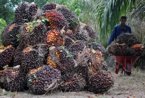 Harga TBS di Bengkulu Selatan Semakin Anjlok, Ikhsarudin: DPR & DPD Harus Berjuang!