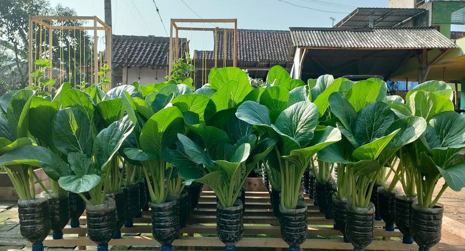 Suka Makan Sayur Sawi? Anda Beruntung Bisa Terhindar Penyakit Paling Mematikan di Indonesia 