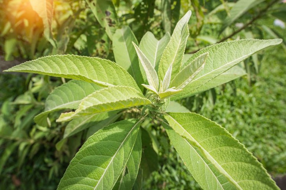 Daun Capau Tumbuhan Herbal Kaya Manfaat, Salah Satunya Bisa Menurunkan Demam, Ini Cara Penggunaannya 