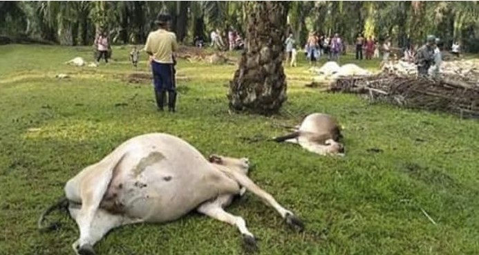 Apa Itu Potas 'Racun Pembunuh' yang Digunakan 4 Pencuri Ternak di Bengkulu Selatan