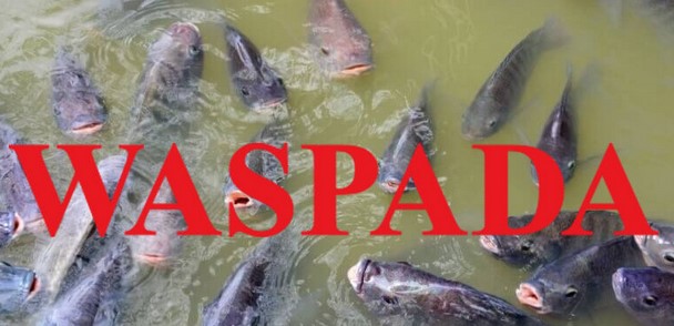 Ditinggal Ke Undangan Kolam Ikan Warga Bengkulu Selatan Dikuras Maling, Ikan Satu Ton Lebih Raib, Kerugian Pul