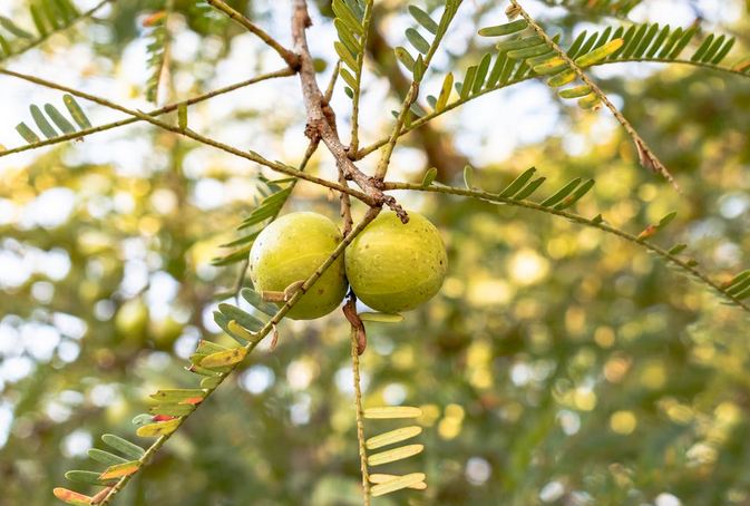 Fakta Unik Amla: Buah Rasa Asam dan Pahit Tapi Punya 7 Manfaat Kesehatan