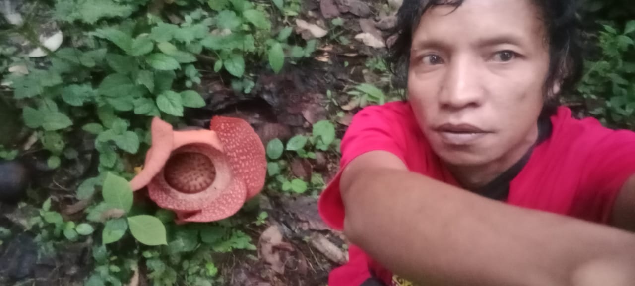 Momen Langka, Bunga Rafflesia Mekar di Kebun Warga Kaur