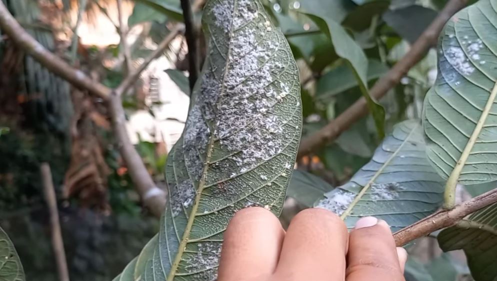 Cara Mengatasi Kutu Putih atau Kebul Pada Tanaman, Mudah dan Cepat