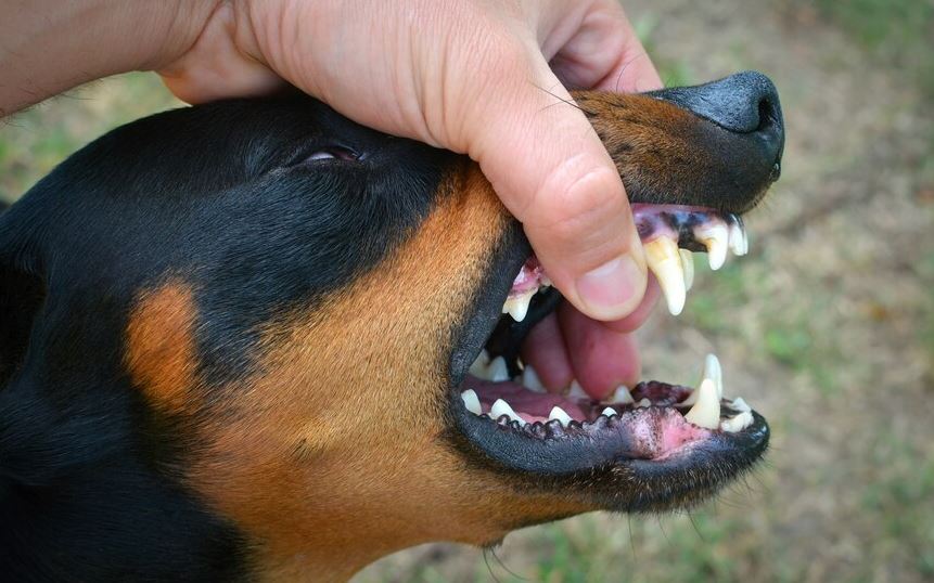 Kasus Gigitan Hewan Penular Rabies di Kaur Meningkat, 2 Kecamatan Ini Tertinggi