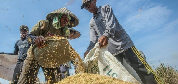 BPS Sebut Produksi padi di Bengkulu Tahun 2023 Turun, Kemarau dan El Nino Biang Keroknya