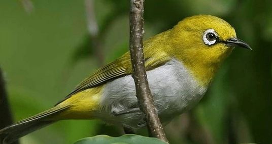 Burung Unik, Hanya Ada di Bengkulu, Satwa Endemik Pulau Engano Yang Terancam Punah