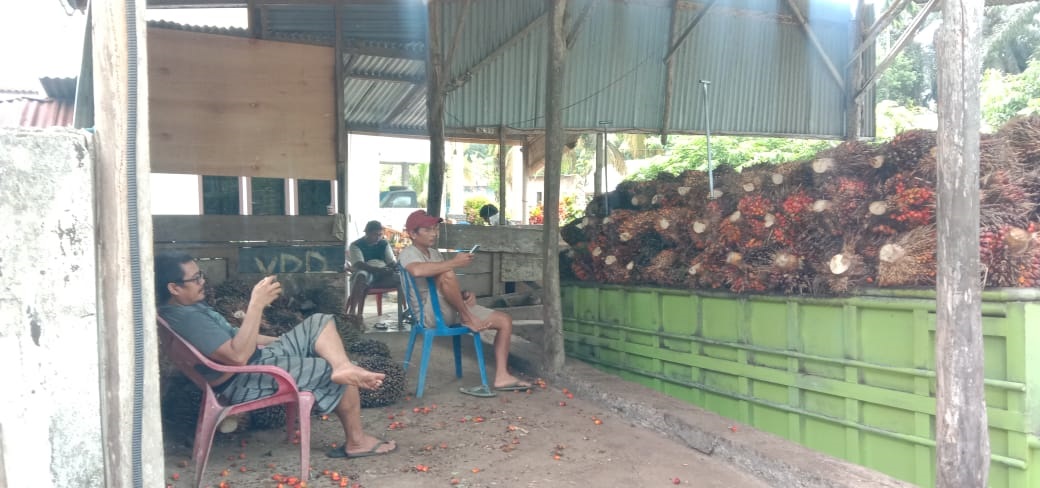 Harga Kelapa Sawit di Bengkulu Selatan Kembali Menggairahkan: Tembus Rp1500 per Kg