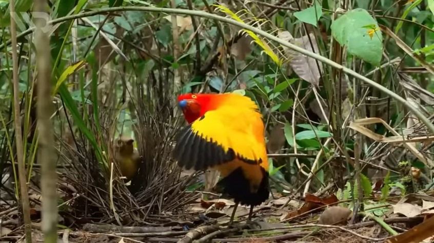 Fakta Menarik Burung Namdur: Sang Arsitek yang Pandai Bergoyang Demi Memikat Betina yang Materialis