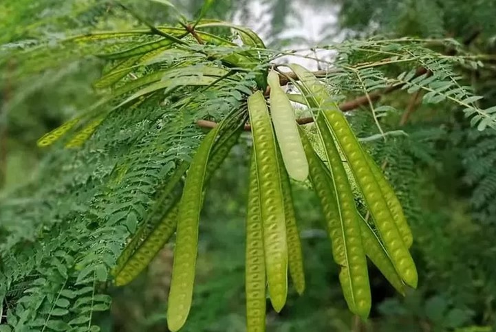 Sering Disepelekan! Kulit Petai Cina Ternyata Punya Khasiat Bagi Kesehatan, Begini Cara Penyajiannya 