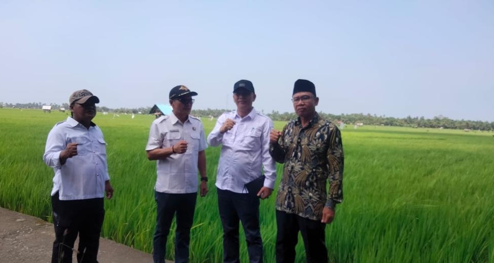 Stok Beras Bengkulu Bertambah, Ratusan Hektar Sawah Mulai Penan, Harga Beras Mulai Melandai