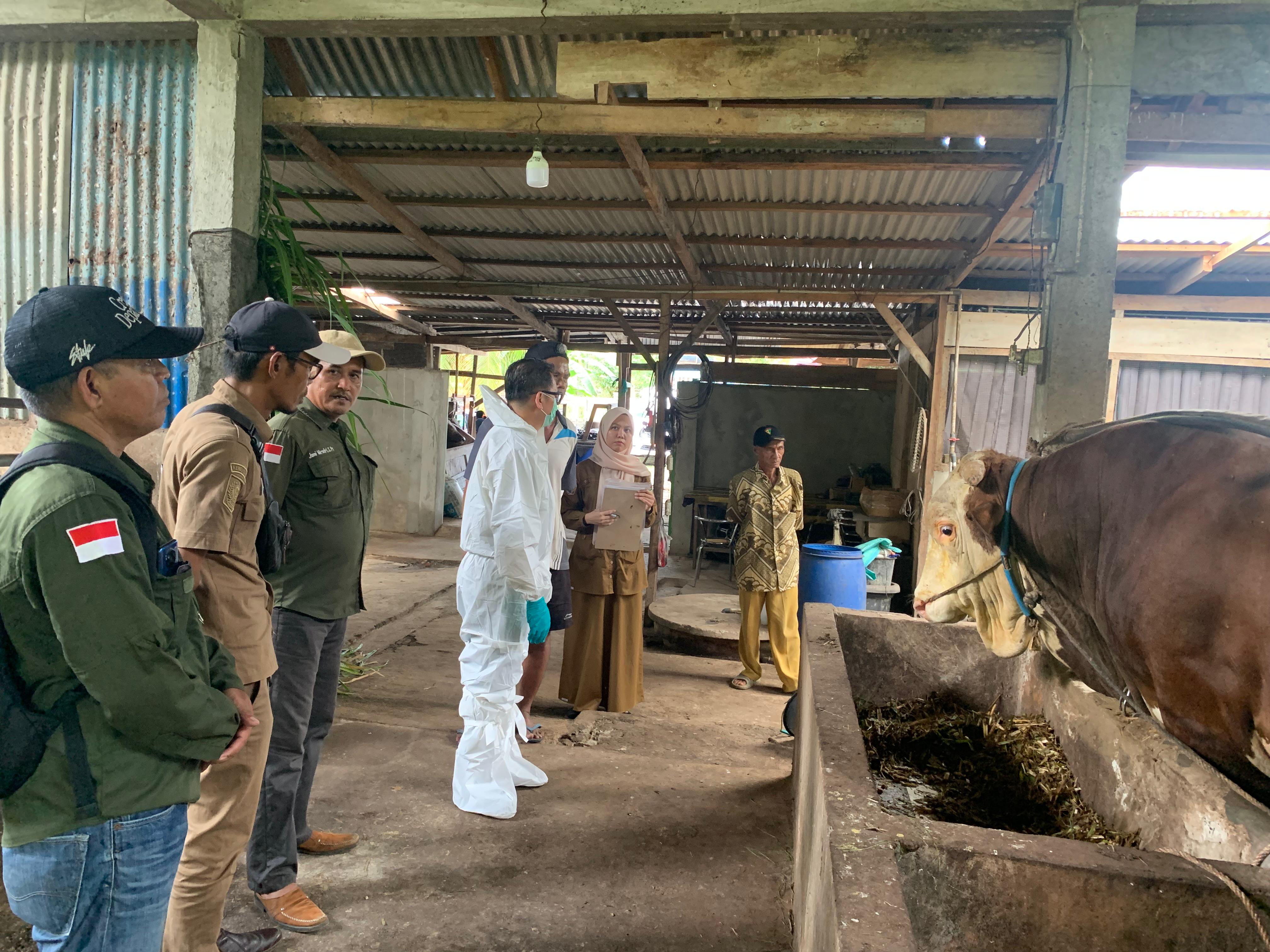 Tiga Kandidat Sapi Kurban Presiden Prabowo di Seluma, Terberat Capai 977 Kilogram