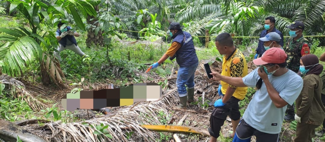 Polres Kaur Olah TKP Penemuan Jenazah di Kebun Sawit Talang Marap