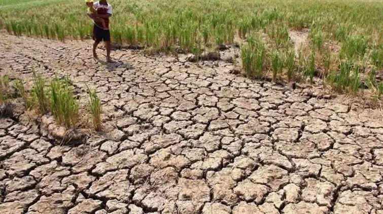 60 Hektar Sawah di Seluma Kekeringan dan Mulai Retak, Dampak El Nino?