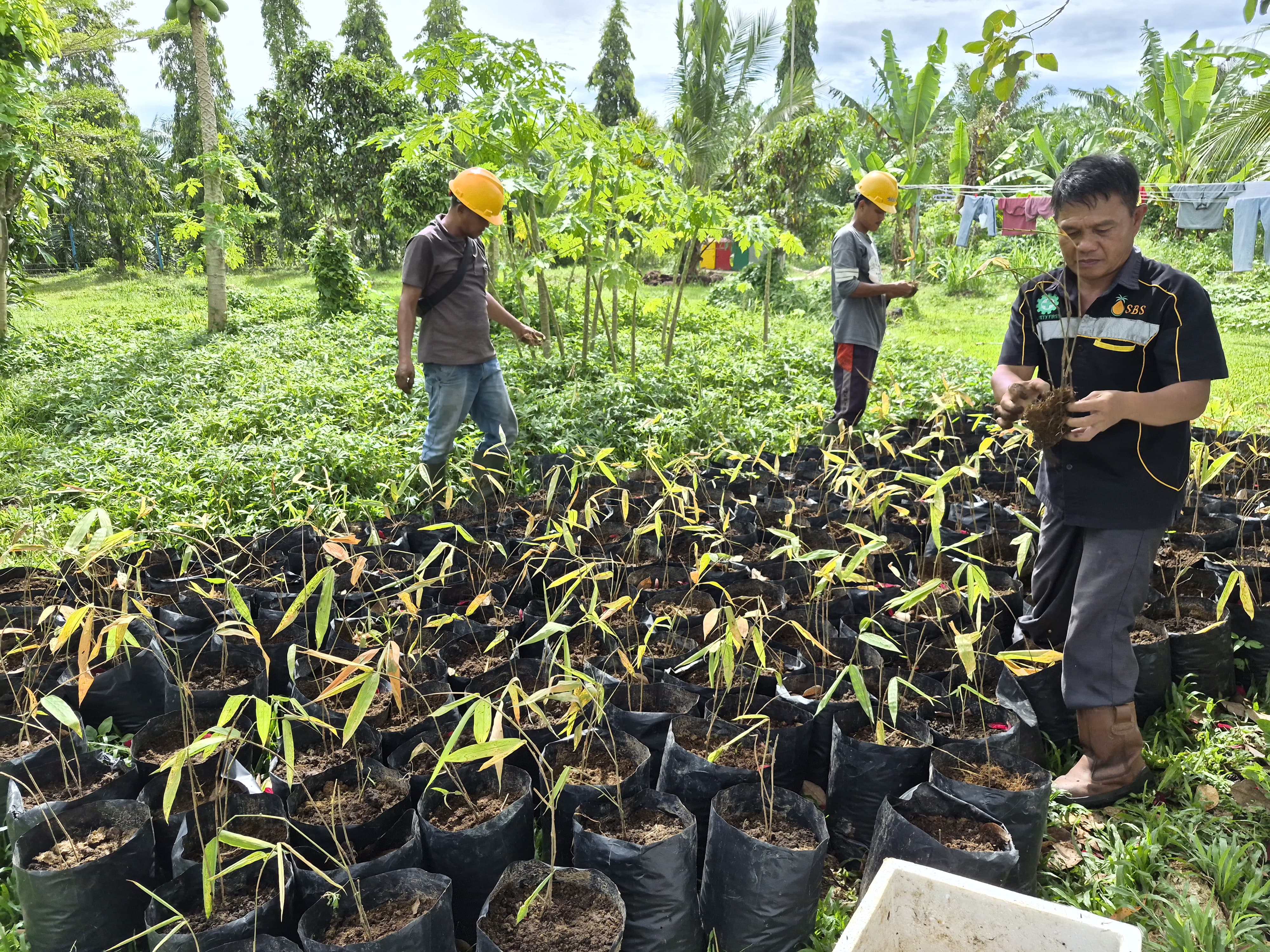 Dukung Program Bupati Dalam Optimalisasi DAS, PT SBS Sedia Ratusan Bibit Bambu