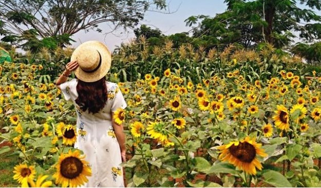 Petani Ini Emosi, Kebun Bunga Matahari Miliknya Jadi Lokasi Foto Toples