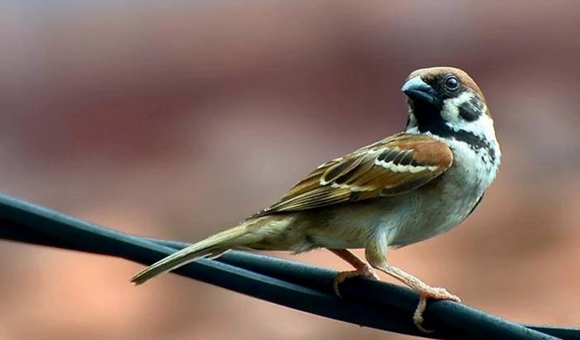 Kenapa Burung Gereja Tidak Boleh Dipelihara?