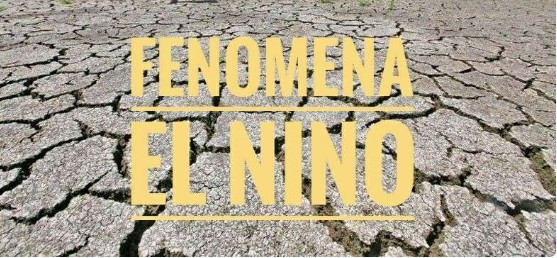 El Nino Mulai Berdampak di Bengkulu, Sawah Kekeringan dan Kelapa Sawit Ngetrek, Petani Mulai Menjerit