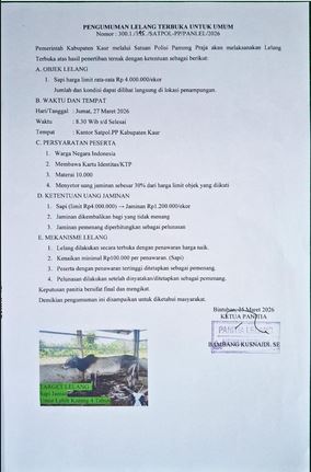 Satpol PP Kaur Gelar Lelang Terbuka Sapi Hasil Penertiban pada Jumat