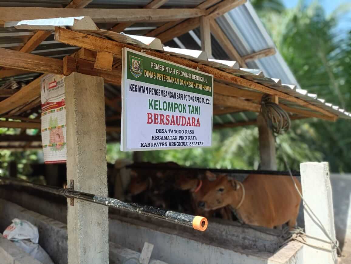 Peternak Sapi di Bengkulu Selatan Harus Bisa Buat Pakan Fermentasi