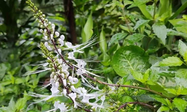 4 Manfaat Daun Kumis Kucing untuk Kesehatan dan Cara Mengolahnya