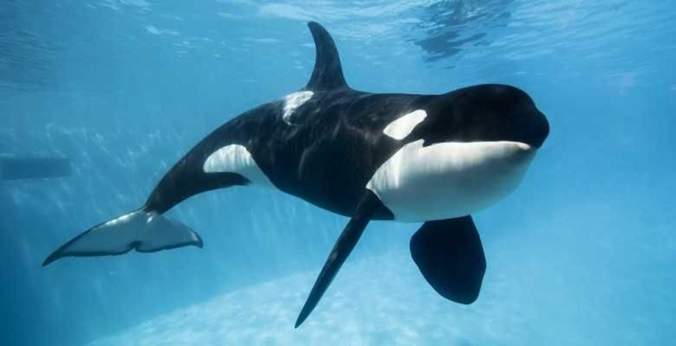Kisah Sedih Kiska, Ikan Paus Orca Paling Kesepian di Dunia, Begini Kisahnya