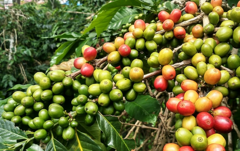 Kopi Bengkulu Peluang Bisnis Menjanjikan, Kualitasnya Bagus dan Produksi Melimpah, Dijamin Sukses