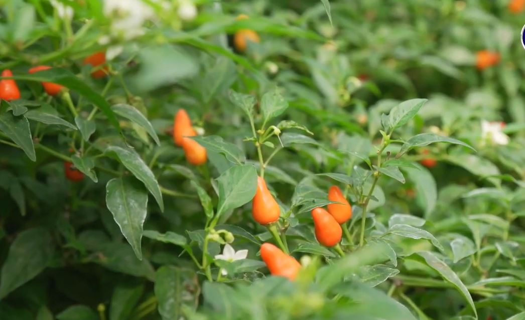 IPB Berhasil Kembangkan Cabai Rawit Varietas Baru, Tingkat Kepedasan 10 Kali Cabai Rawit Biasa