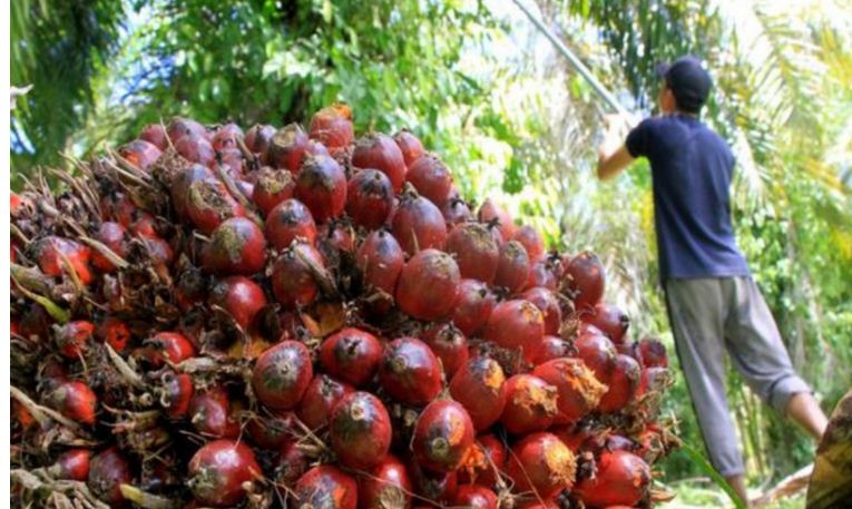 Rakor Bersama Kemenko Kemaritiman dan Investasi, Bupati Janji Sampaikan Keluhan Petani Sawit