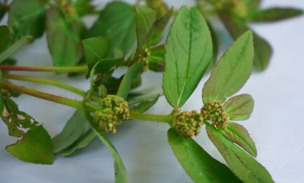 Patikan Kebo, Gulma Liar dengan Beragam Manfaat Kesehatan