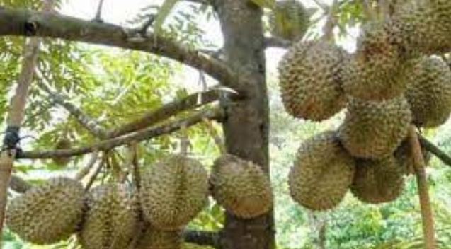 Bukan Dicium, Ternyata Ini Cara Memilih Durian Manis, Dijamin Pembeli Tidak Kecewa