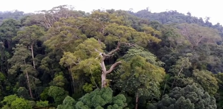 Hutan Lindung TNBBS di Sumatera Terancam, Kerusakan Capai 10 Persen Akibat Perambahan dan Pembalakan Liar