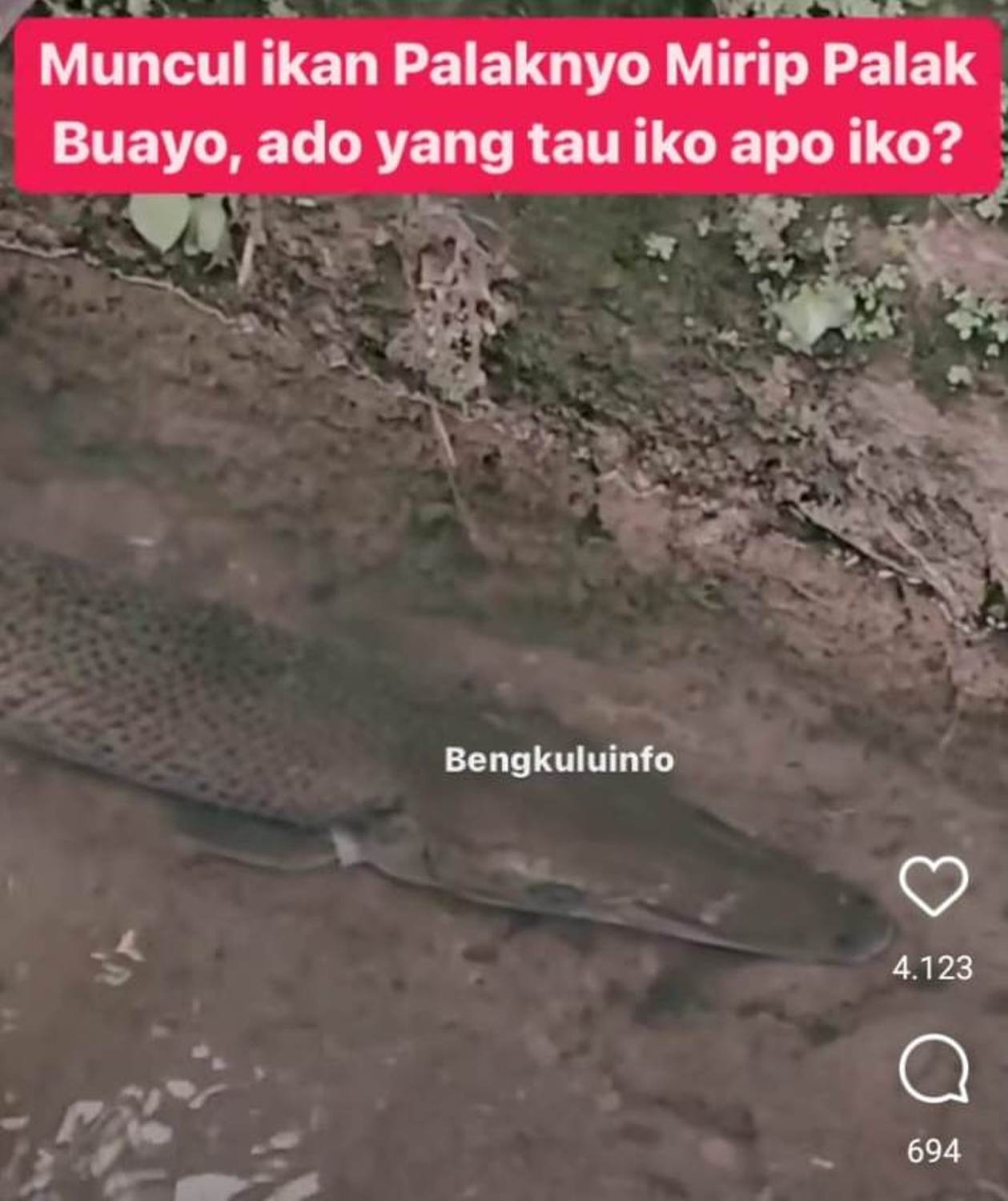Heboh...Ikan Arapaima Ditemukan di Siring Sawah Lebar Bengkulu