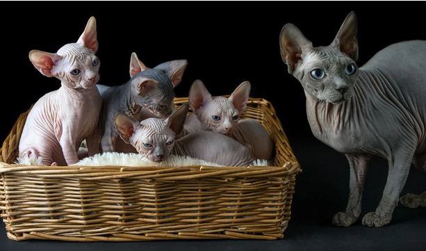 Lima Jenis Kucing Tampa Bulu, Dengan harga Mencapai 70 Juta Rupiah Per Ekor 