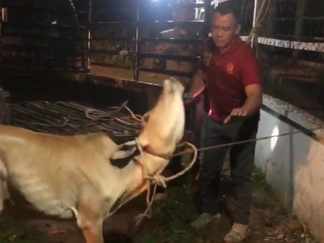 Lewat Tengah Malam, Satpol PP Kaur Kembali Amankan Ternak Warga