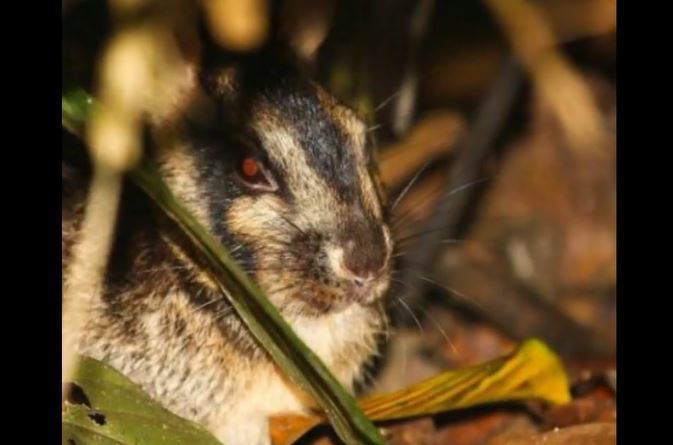 Kelinci Belang Sumatera Ditemukan Pendaki di Hutan Bukit Barisan, Nitizen Khawatir